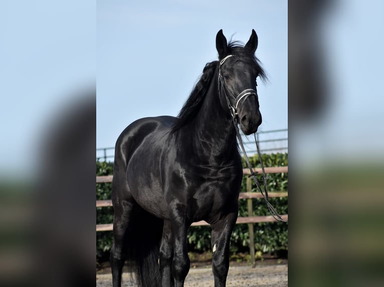 Murgese Gelding 3 years 16 hh Black in Montfoort