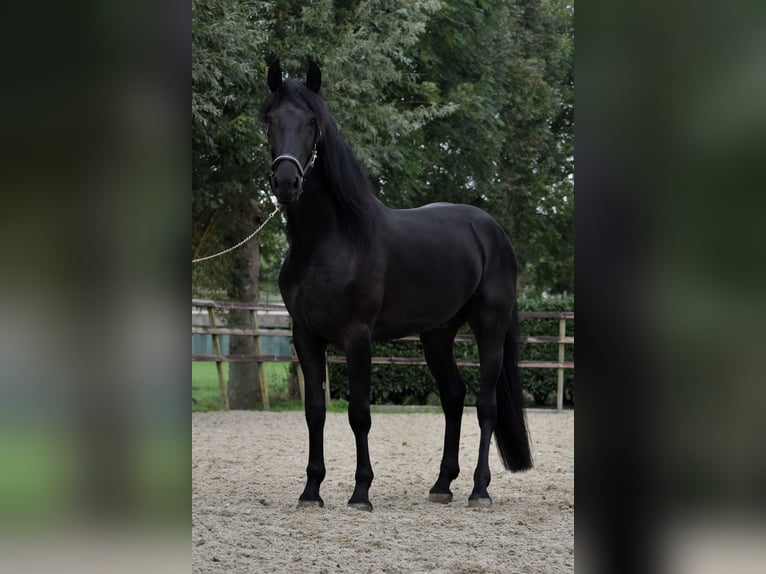 Murgese Gelding 3 years 16 hh Black in Montfoort