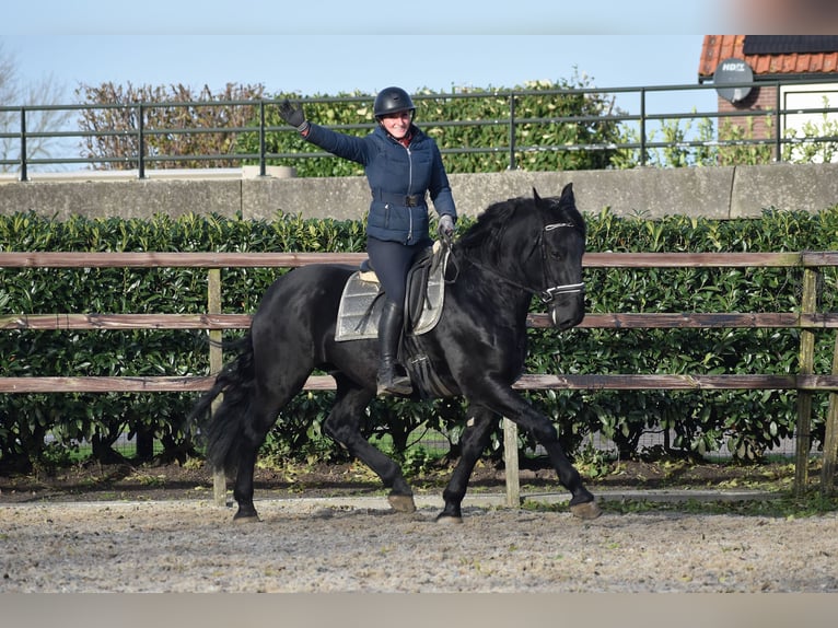 Murgese Gelding 3 years 16 hh Black in Montfoort