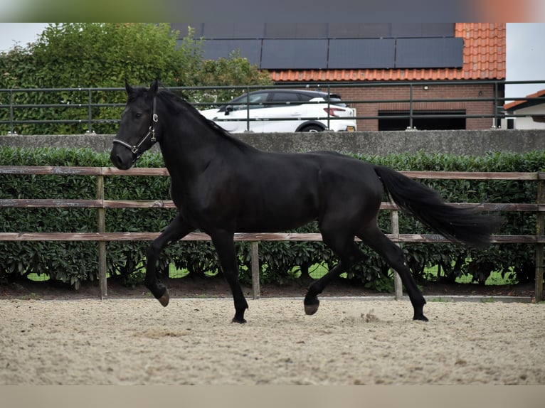 Murgese Gelding 3 years 16 hh Black in Montfoort