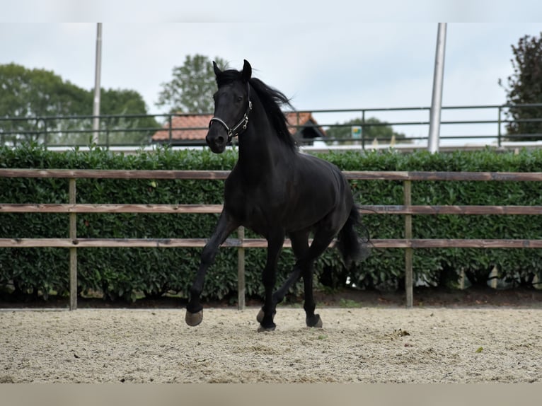 Murgese Gelding 3 years 16 hh Black in Montfoort