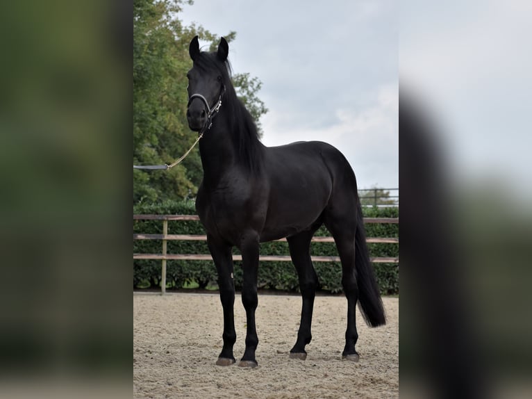 Murgese Gelding 3 years 16 hh Black in Montfoort