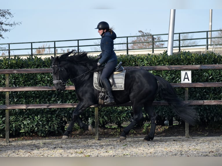 Murgese Gelding 3 years 16 hh Black in Montfoort