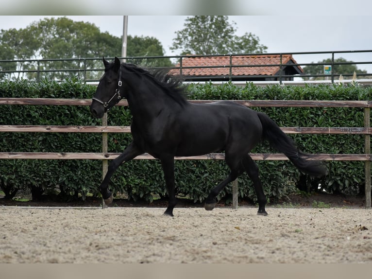 Murgese Gelding 3 years 16 hh Black in Montfoort