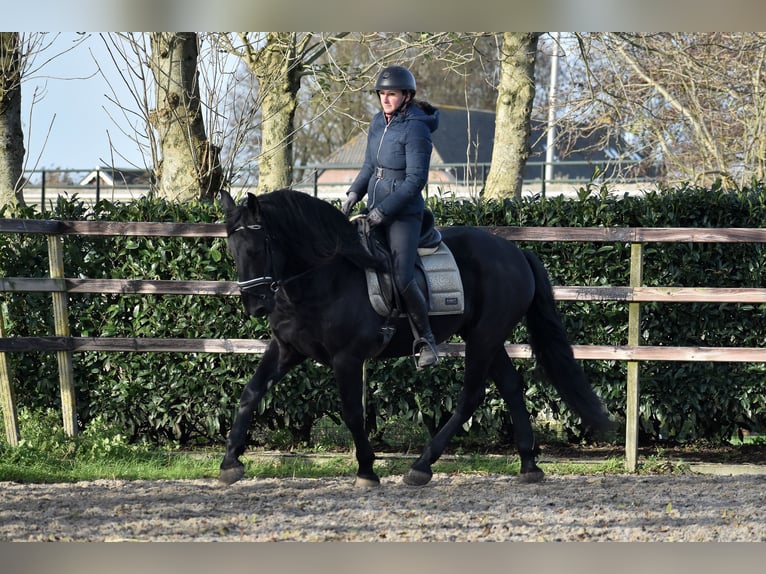 Murgese Gelding 3 years 16 hh Black in Montfoort