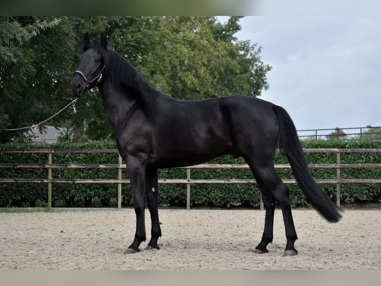 Murgese Gelding 3 years 16 hh Black in Montfoort