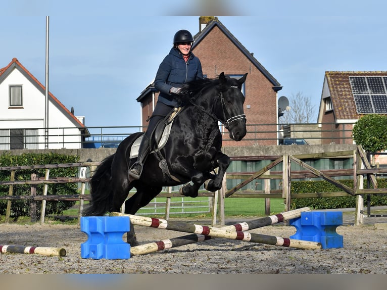 Murgese Gelding 3 years 16 hh Black in Montfoort