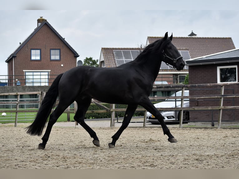 Murgese Gelding 3 years 16 hh Black in Montfoort