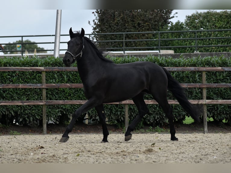 Murgese Gelding 3 years 16 hh Black in Montfoort