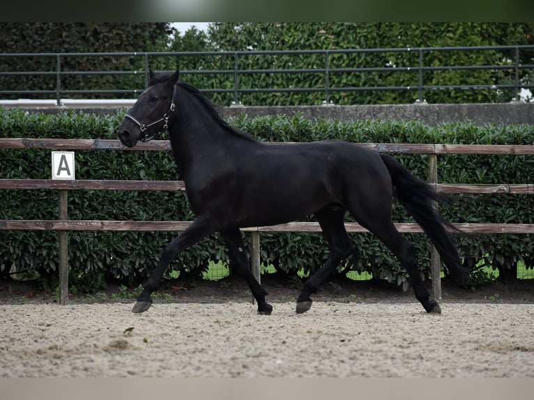 Murgese Gelding 3 years 16 hh Black in Montfoort