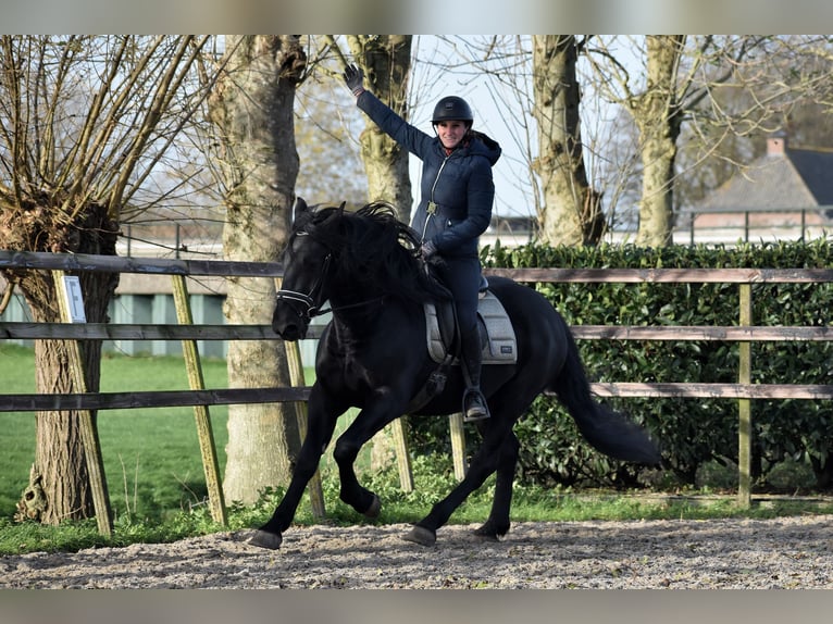 Murgese Gelding 3 years 16 hh Black in Montfoort