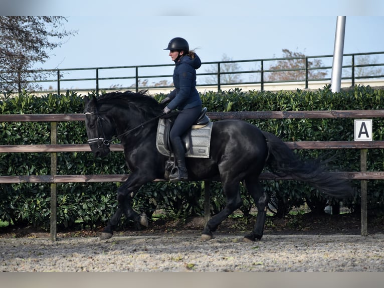 Murgese Gelding 3 years 16 hh Black in Montfoort