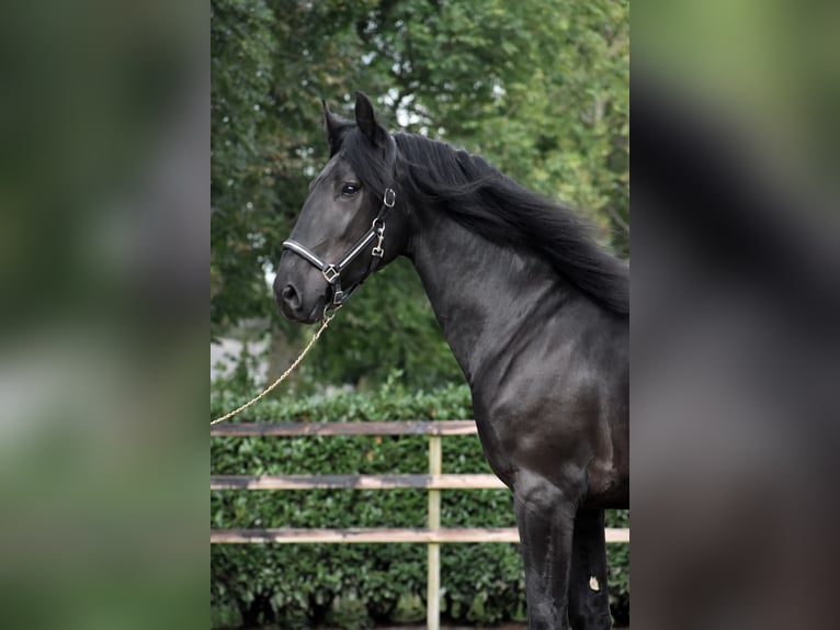 Murgese Gelding 3 years 16 hh Black in Montfoort