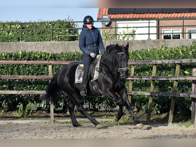 Murgese Gelding 3 years 16 hh Black in Montfoort