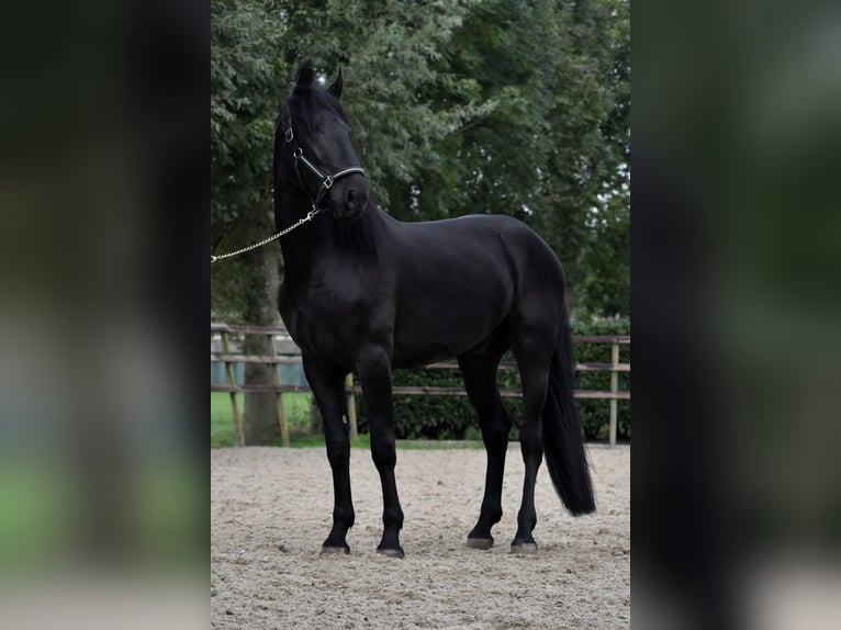 Murgese Gelding 3 years 16 hh Black in Montfoort