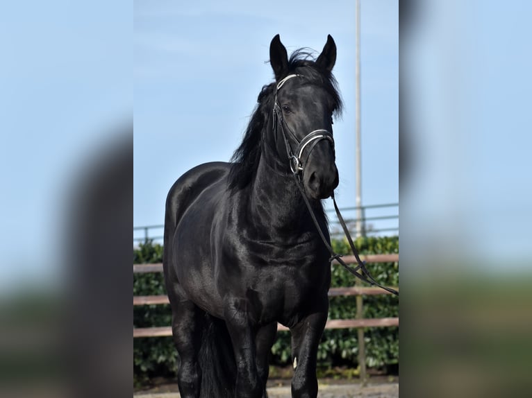 Murgese Gelding 3 years 16 hh Black in Montfoort