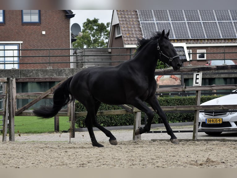 Murgese Gelding 3 years 16 hh Black in Montfoort