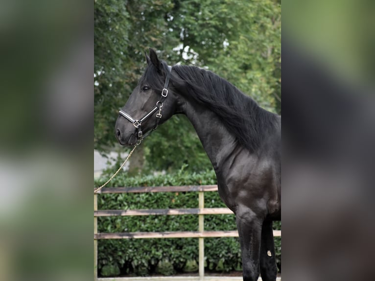 Murgese Gelding 3 years 16 hh Black in Montfoort