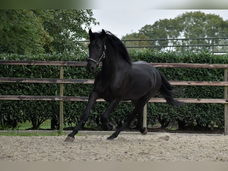 Murgese Gelding 3 years 16 hh Black in Montfoort