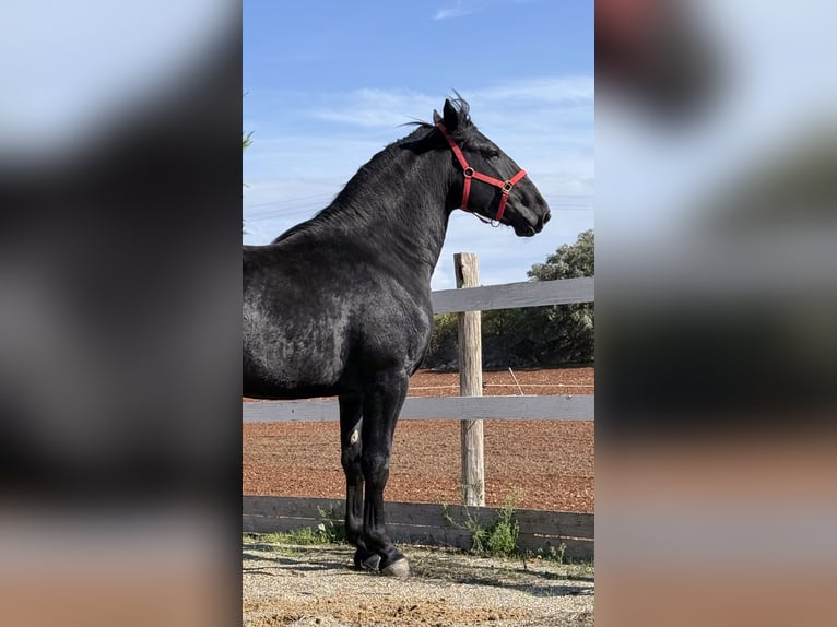 Murgese Gelding 3 years 16 hh Black in Einbeck