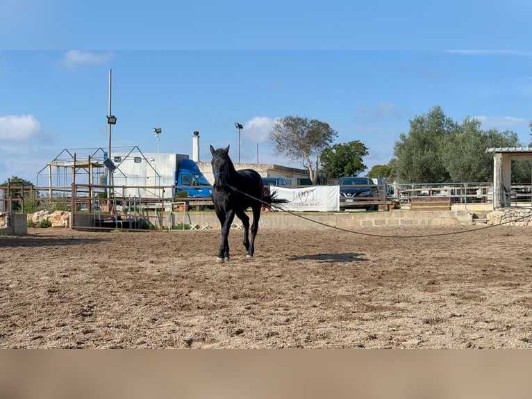 Murgese Gelding 4 years 15.2 hh Black in Martina Franca