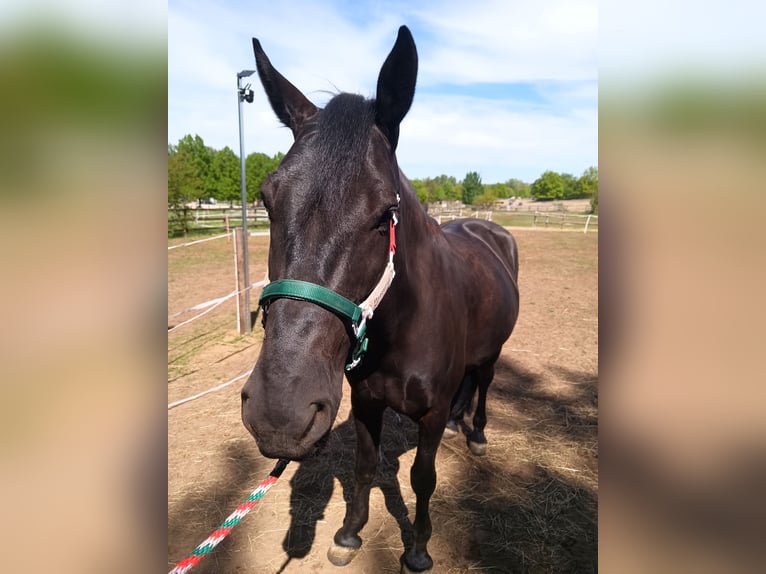 Murgese Gelding 4 years 15.3 hh Black in Alzenau in Unterfranken
