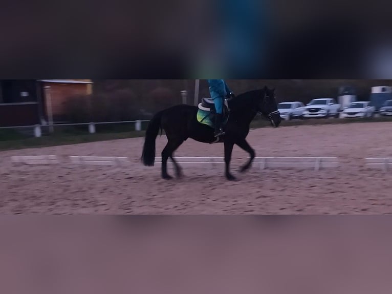 Murgese Gelding 4 years 15.3 hh Black in Alzenau in Unterfranken