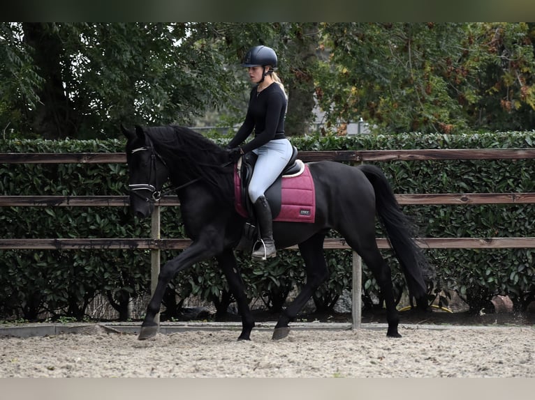 Murgese Gelding 4 years 15,3 hh Black in Montfoort Murgese Gelding 4 years 15,3 hh Black in Montfoort