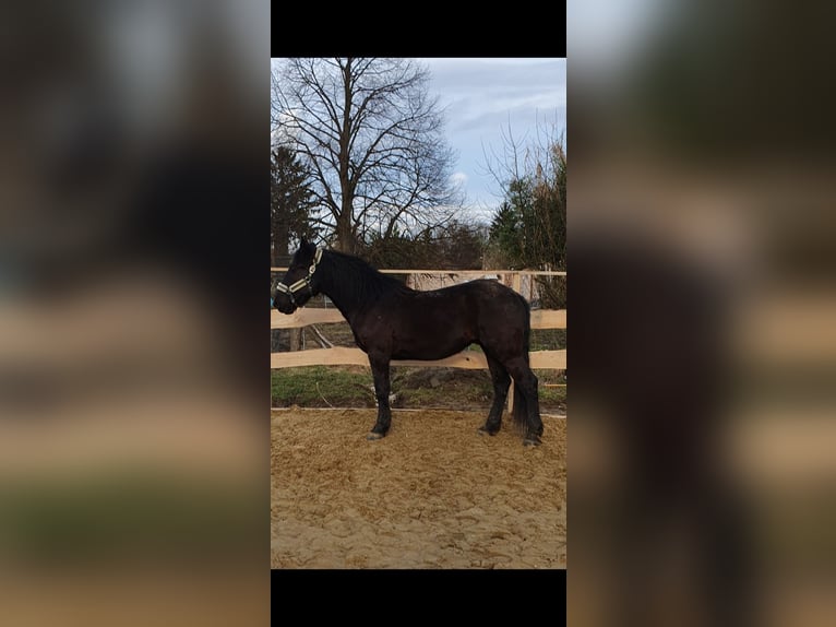 Murgese Gelding 4 years 16,1 hh Black in Csömend