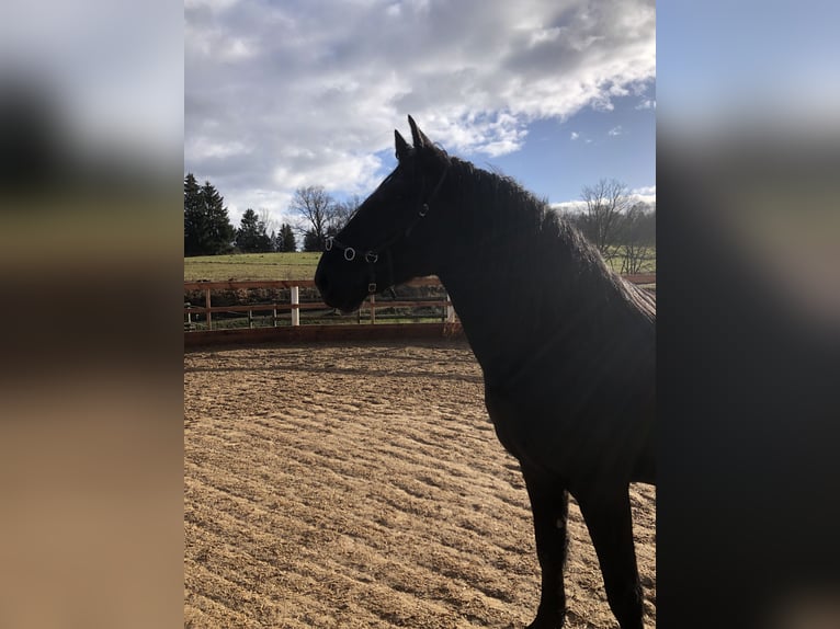 Murgese Gelding 4 years 16 hh Black in Seeshaupt