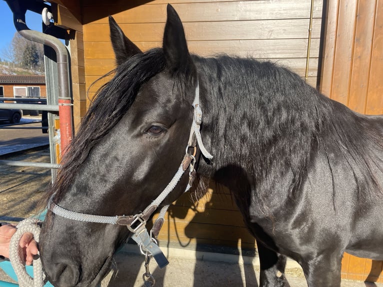 Murgese Gelding 4 years 16 hh Black in Seeshaupt