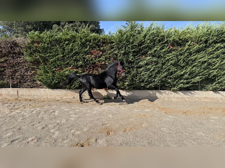 Murgese Gelding 4 years 16 hh Black in Einbeck