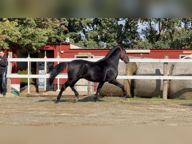 Murgese Gelding 4 years 16 hh Black in Einbeck