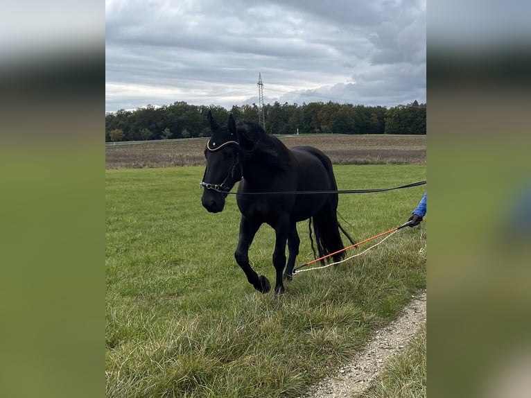 Murgese Gelding 5 years 15,3 hh Black in Memmelsdorf