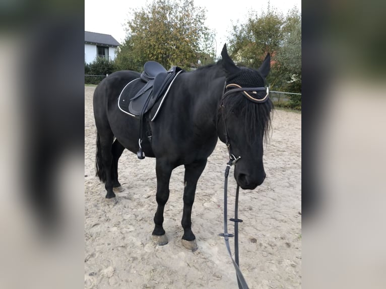 Murgese Gelding 5 years 15,3 hh Black in Memmelsdorf