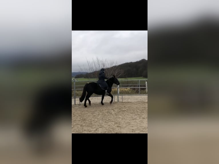 Murgese Gelding 5 years 15,3 hh Black in Memmelsdorf