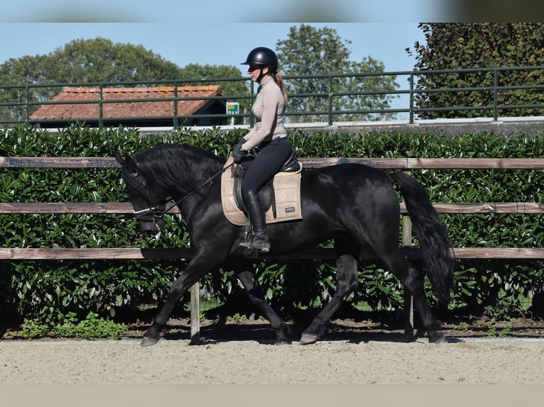 Murgese Gelding 5 years 15,3 hh Black in Montfoort