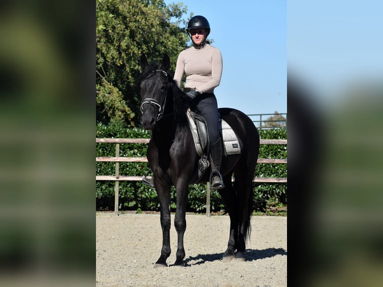 Murgese Gelding 5 years 15,3 hh Black in Montfoort