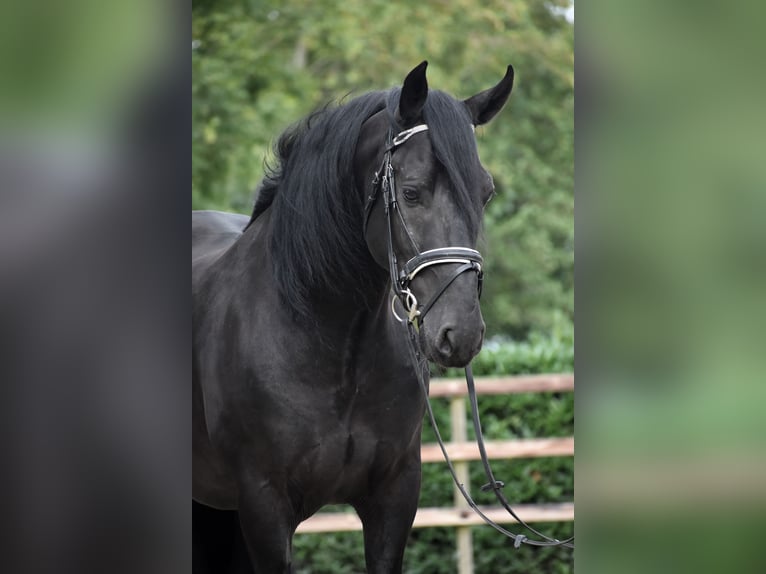 Murgese Gelding 5 years 15,3 hh Black in Montfoort