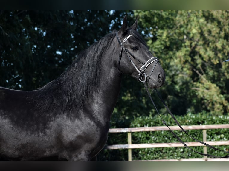 Murgese Gelding 5 years 15,3 hh Black in Montfoort