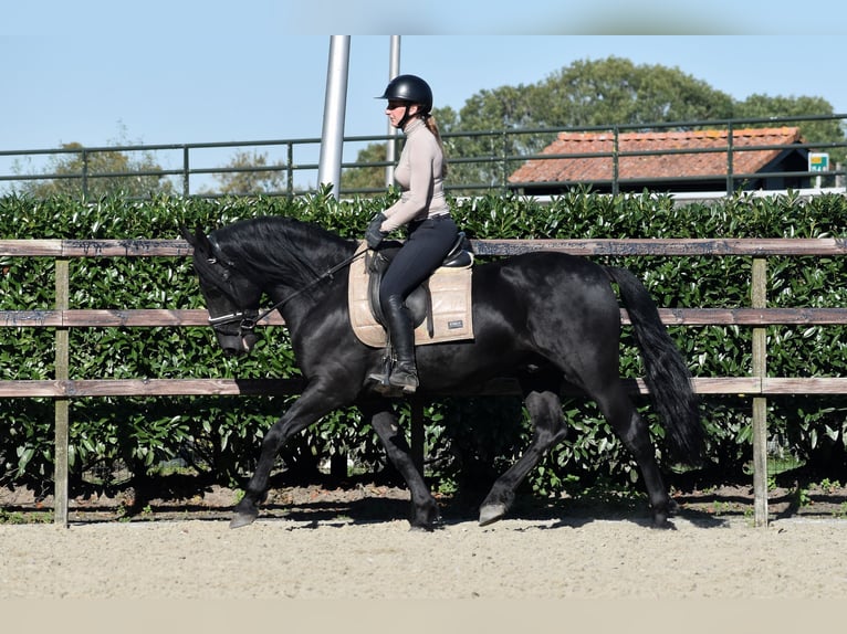 Murgese Gelding 5 years 15,3 hh Black in Montfoort