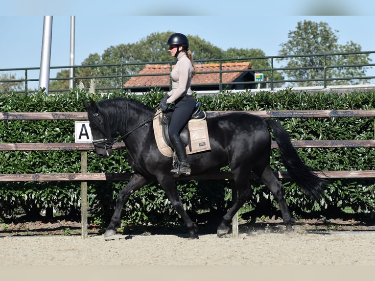 Murgese Gelding 5 years 15,3 hh Black in Montfoort