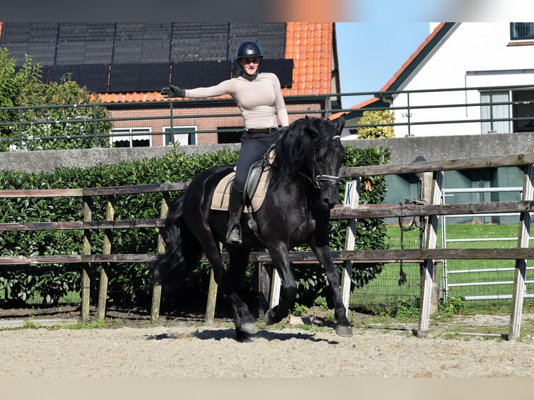 Murgese Gelding 5 years 15,3 hh Black in Montfoort