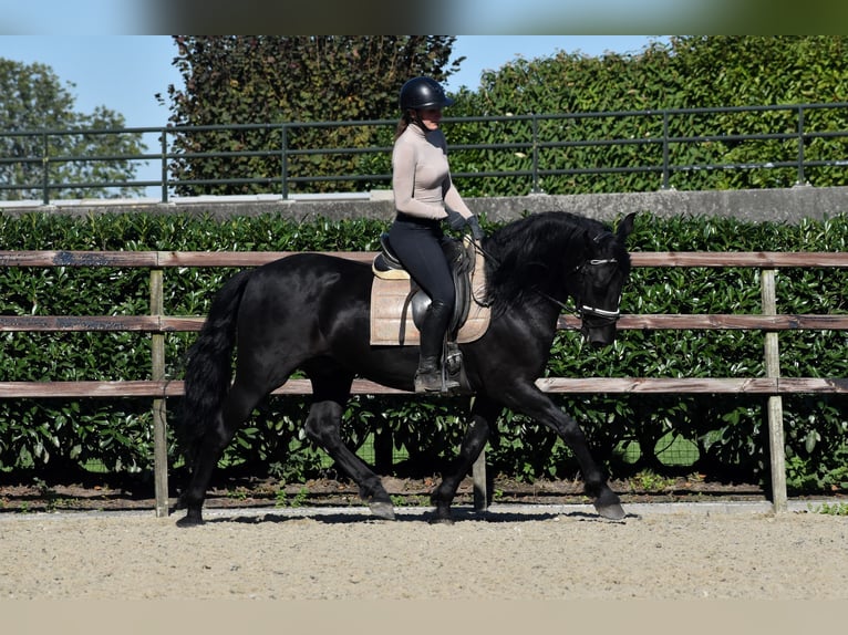 Murgese Gelding 5 years 15,3 hh Black in Montfoort