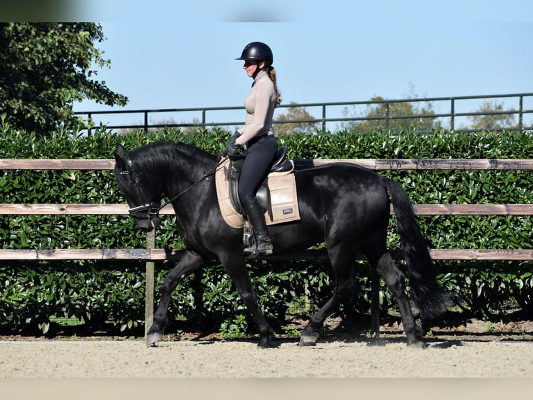 Murgese Gelding 5 years 15,3 hh Black in Montfoort