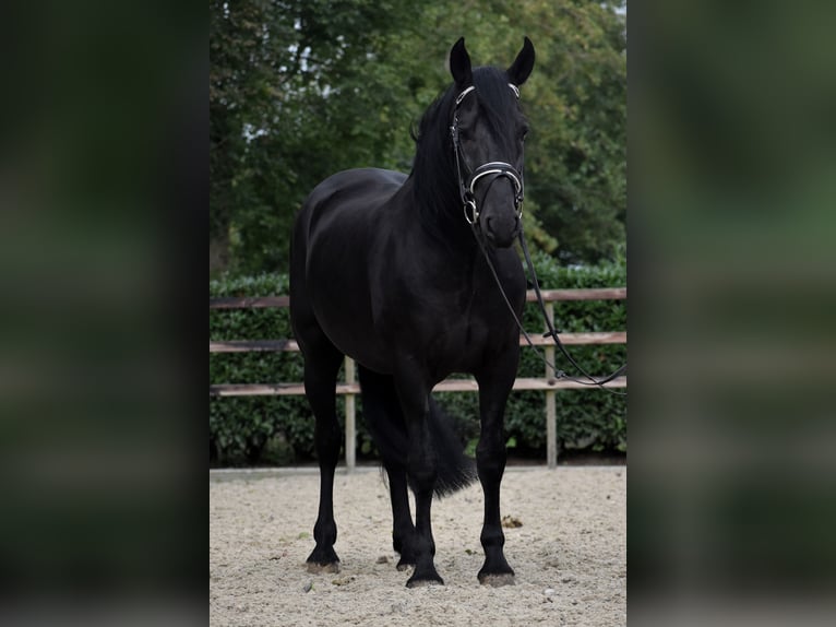 Murgese Gelding 5 years 15,3 hh Black in Montfoort