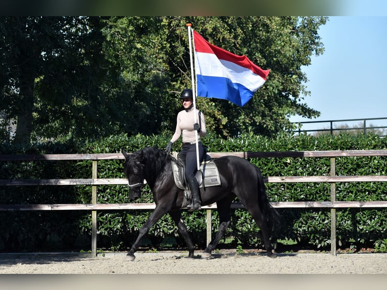 Murgese Gelding 5 years 15,3 hh Black in Montfoort