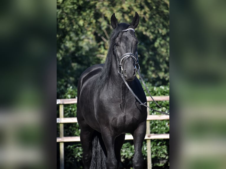 Murgese Gelding 5 years 15,3 hh Black in Montfoort