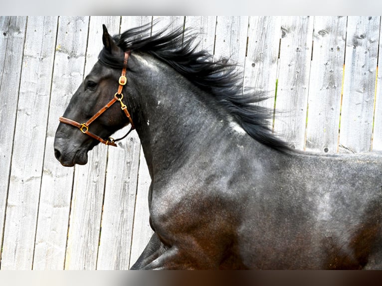 Murgese Gelding 5 years 15,1 hh Roan-Blue in Martina Franca