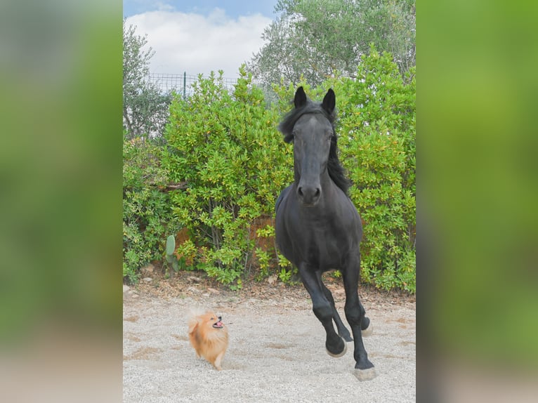 Murgese Gelding 5 years 16 hh Black in Martina Franca